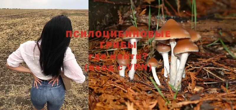 Галлюциногенные грибы Magic Shrooms  Тюкалинск 